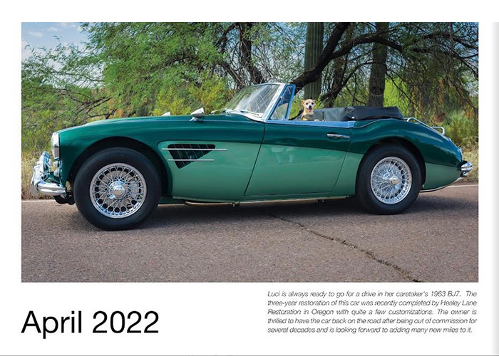 "Luci" on the April 2022 page of the Austin Healey calendar